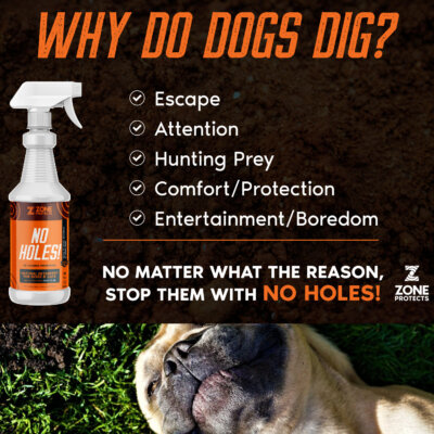 No Holes; Why Dogs Dig (1500 × 1500 px) No Holes; Why Dogs Dig (1500 × 1500 px)