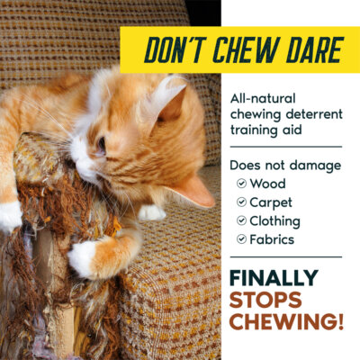 DONT CHEW DARE - cat chewing chair+stops chewing_SQ DONT CHEW DARE - cat chewing chair+stops chewing_SQ