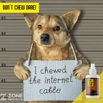 Don't Chew Dare! Image - Shame Dog Don't Chew Dare! Image - Shame Dog