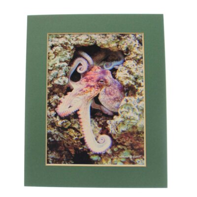 Jim Wainwright Octopus Face Off