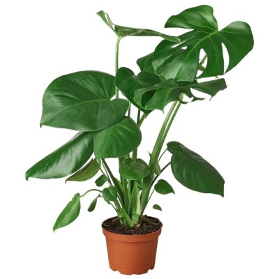 MONSTERA DELICIOSA 6”