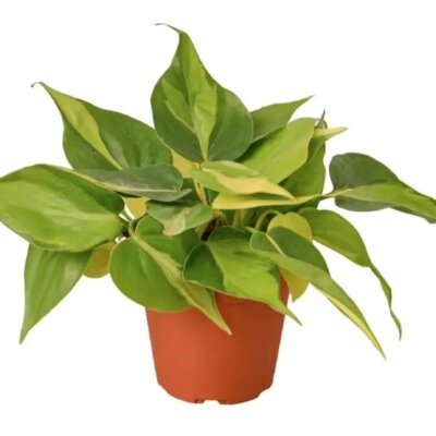 PHILODENDRON BRASIL 4”