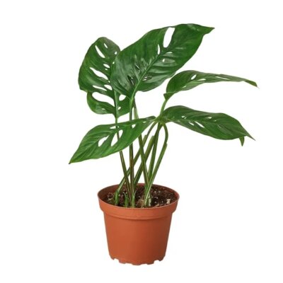MONSTERA SWISS CHEESE 6”
