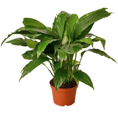 PEACE LILY 6"